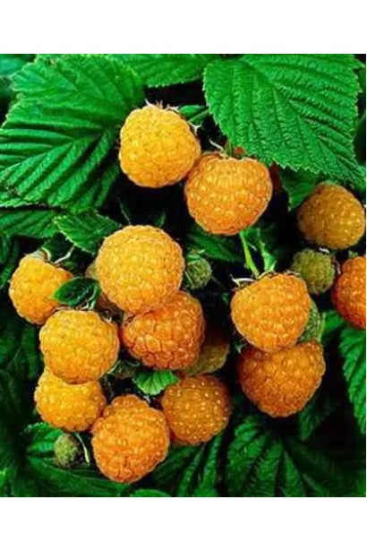 Кущ ремонтантної малини ‘Ол Голд’ у період плодоношення.